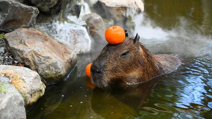 ¡Lo vas a amar! Nace capibara en Bioparque Estrella Nuevo León y cautiva las redes sociales con su ternura