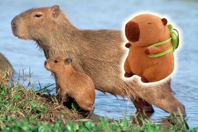 Capibara adulto con su bebé capibara y un peluche de capibara