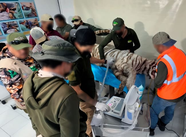 Kenzo fue localizado este jueves, sin embargo, ante riesgo inminente de integridad física, los cuerpos de seguridad que apoyaban el operativo dispararon sus armas de fuego, terminando con la vida del tigre.