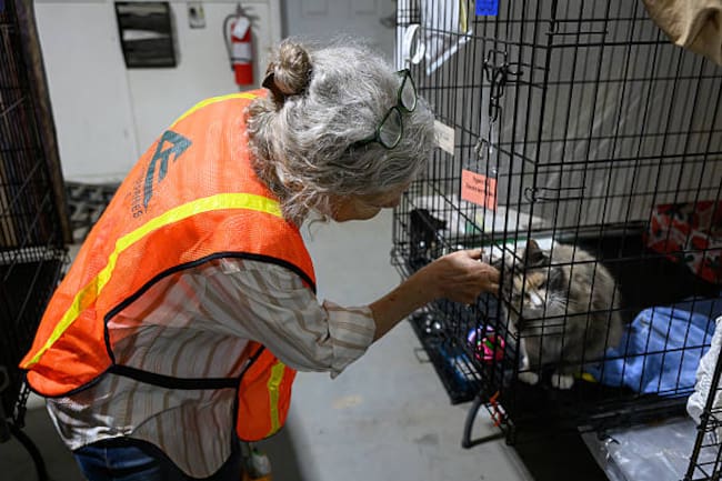 Adopción de perros y gatos