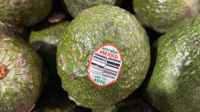 ¿Por qué Estados Unidos detuvo las exportaciones de aguacate mexicano? Te explicamos las causas de la suspensión, qué pasa con los envíos desde Michoacán y el impacto para 2026.