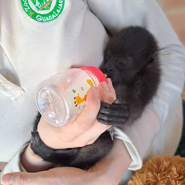 Cría de mono saraguato alimentaba con biberón