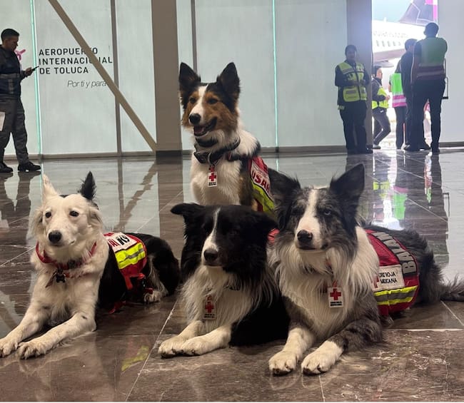 Cinco binomios caninos se han sumado a esta comitiva de búsqueda de sobrevivientes en Venezuela.