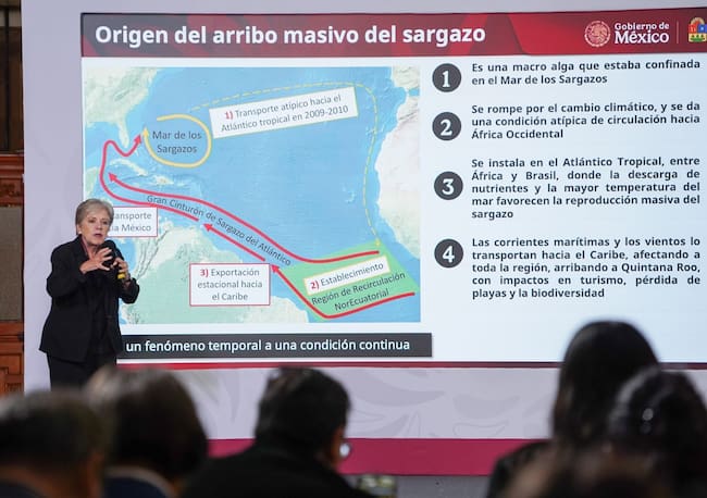 Este 2026 llegó más sargazo que de costumbre alcanzando las 90 mil toneladas al día, 10% de ese sargazo llega a las costas de Quintana Roo, de ahí la estrategia, detalló la titular de la Semarnat, Alicia Bárcena.