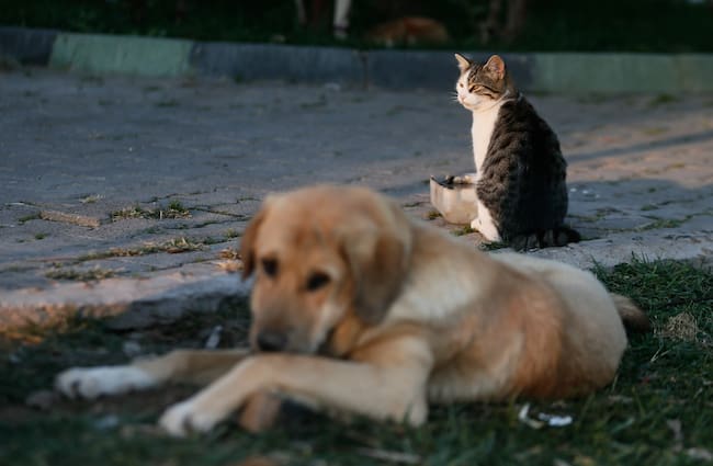 Perros y gatos