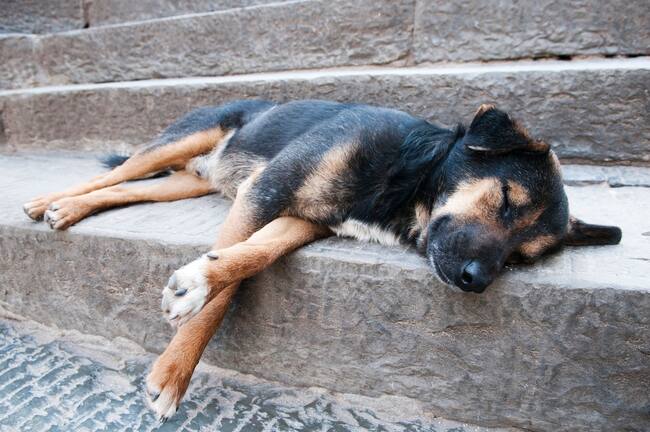 Siete de cada diez perros en el mundo viven en la calle