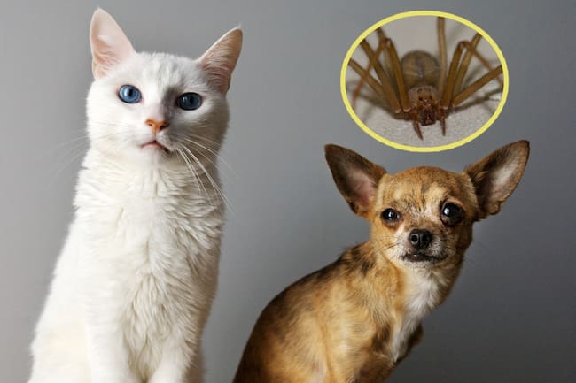 Cuidar a mascotas de araña violinista