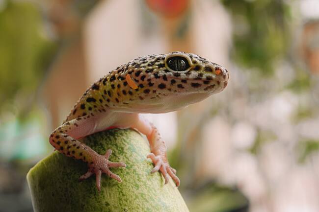 ¿Qué cuidados necesita un Gecko Leopardo?