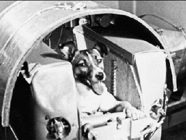Laika, la perrita que viajó al espacio y no regresó